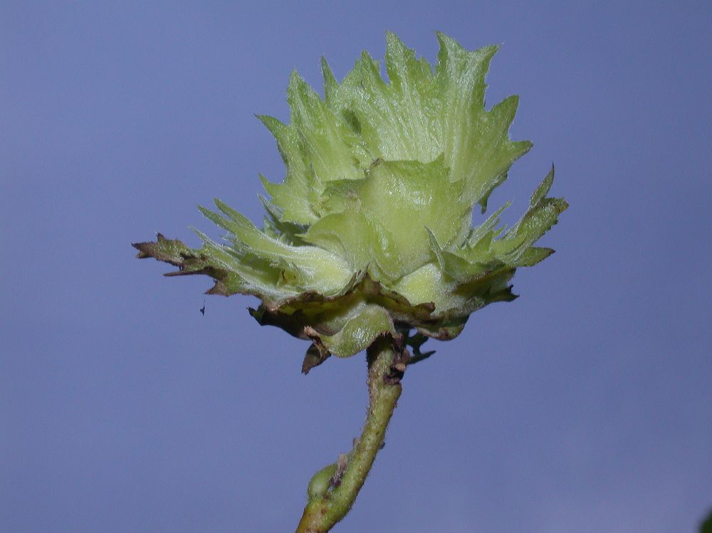 Betulaceae Corylus americana