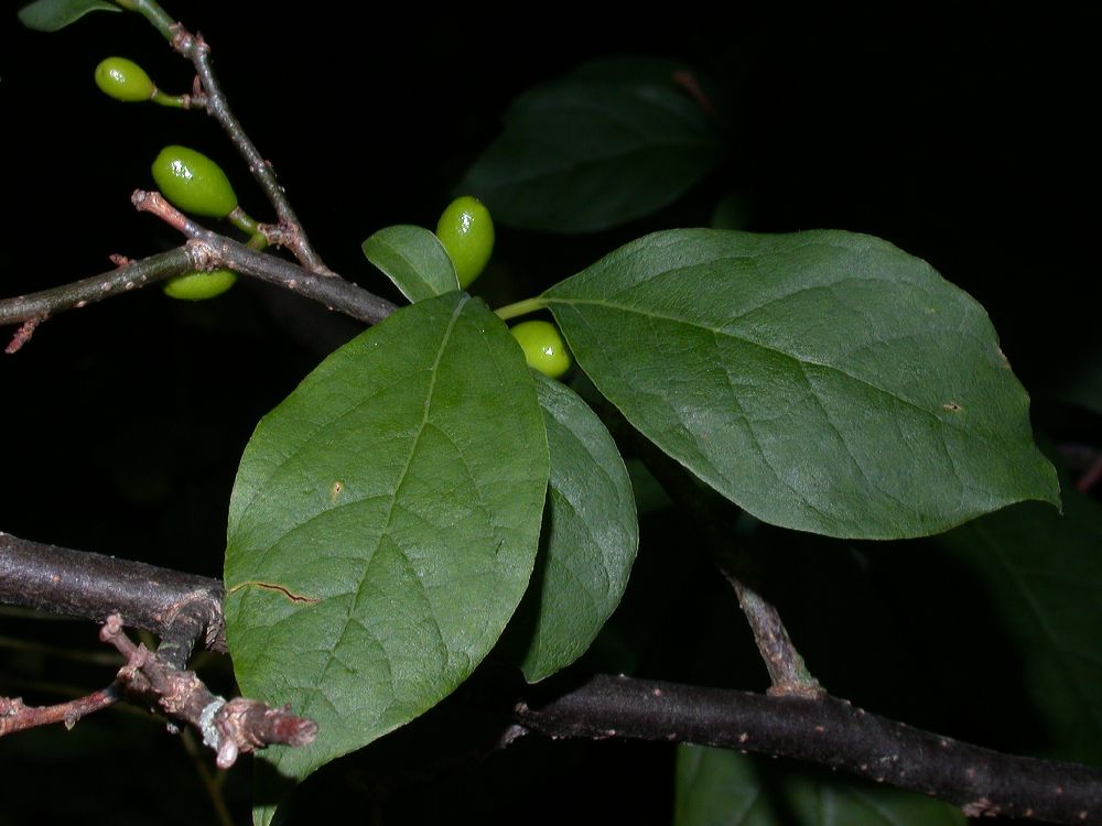 Lauraceae Lindera benzoin
