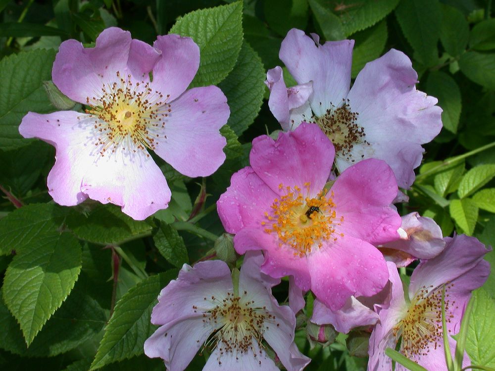 Rosaceae Rosa setigera