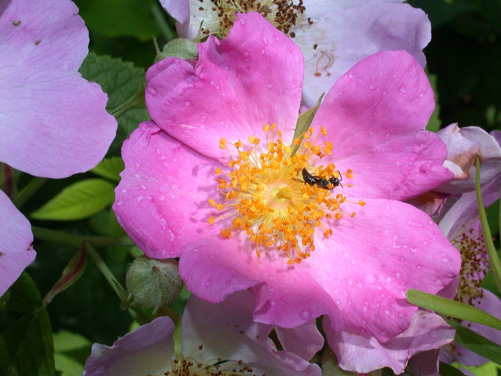 Rosaceae Rosa setigera