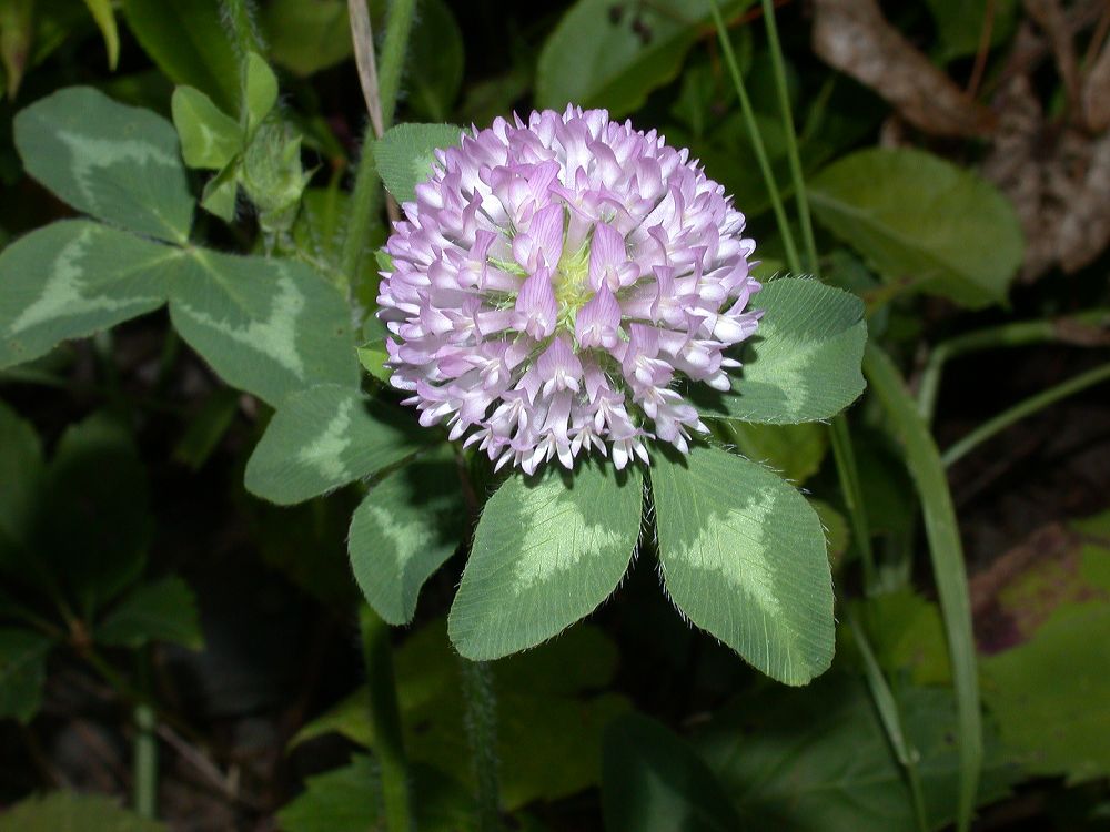 Fabaceae Trifolium 
