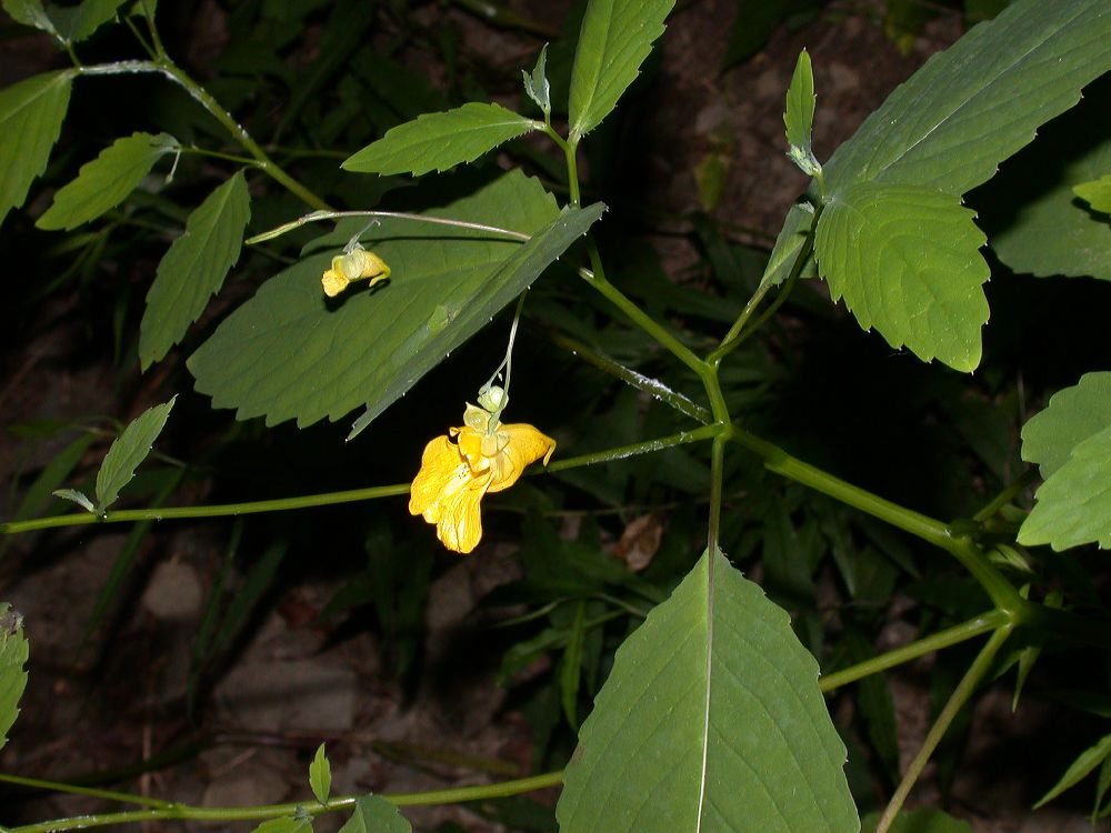 Balsaminaceae Impatiens pallida