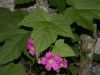 image of Rubus odoratus