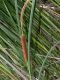 image of Typha angustifolia
