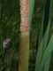 image of Typha latifolia