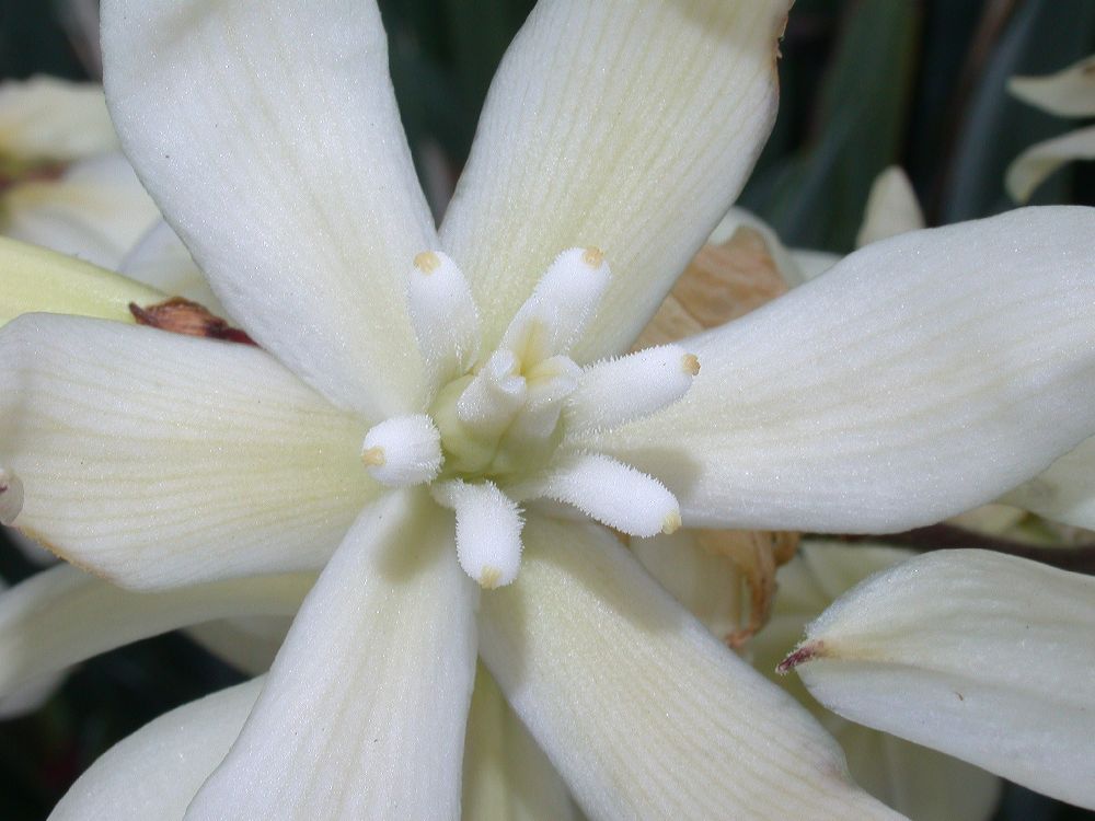 Asparagaceae Yucca filamentosa