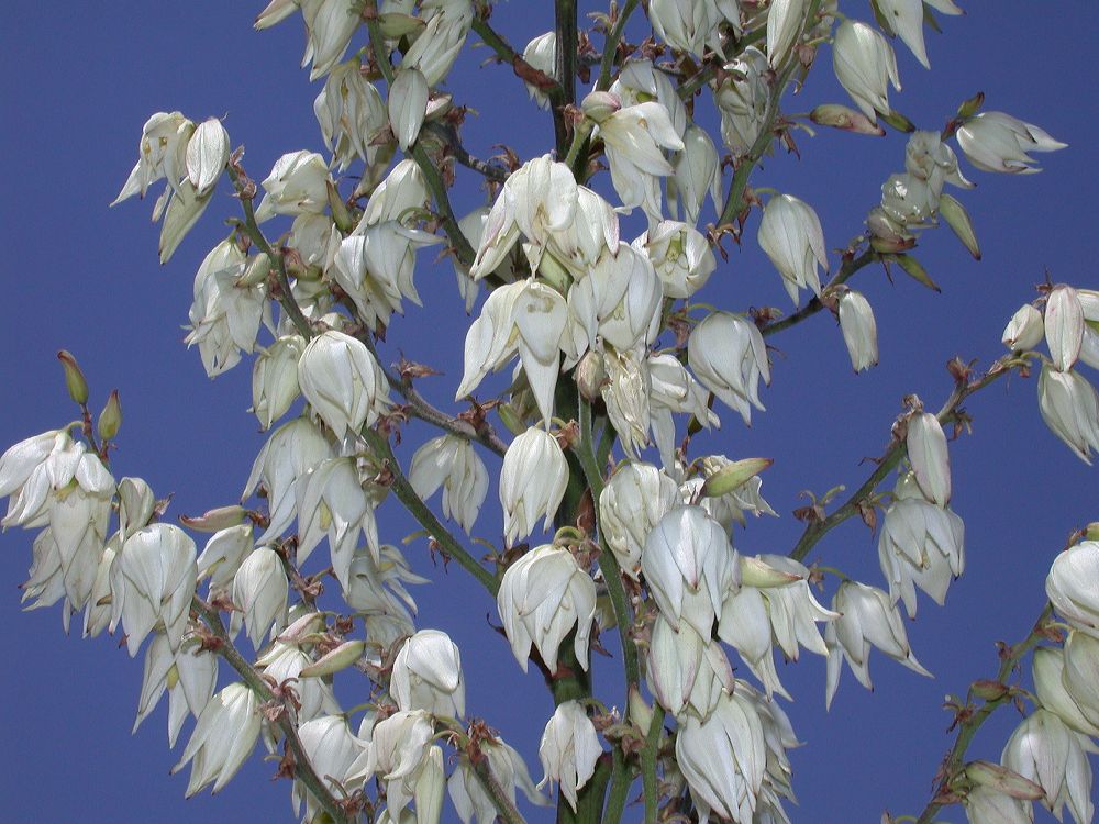 Asparagaceae Yucca filamentosa