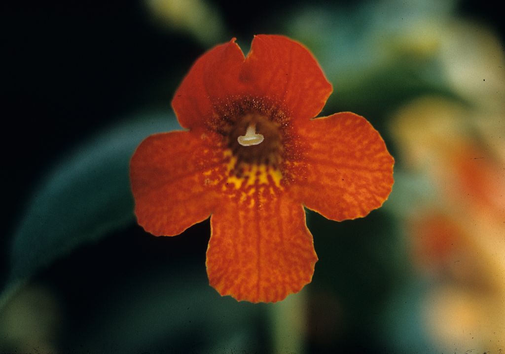 Gesneriaceae Achimenes antirrhina