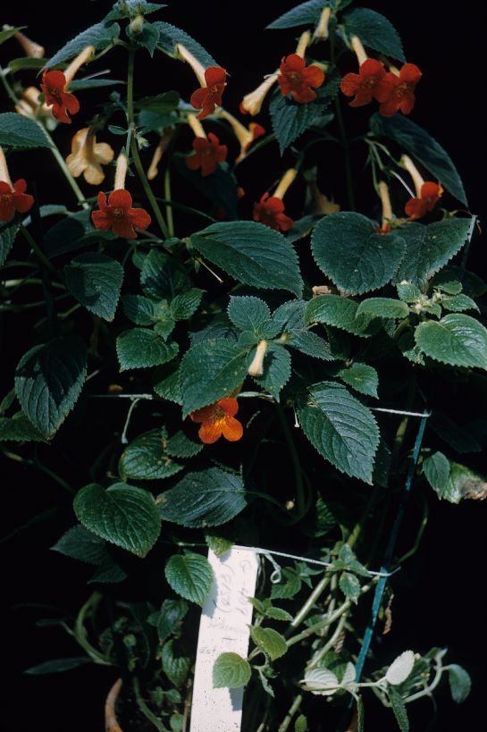 Gesneriaceae Achimenes antirrhina