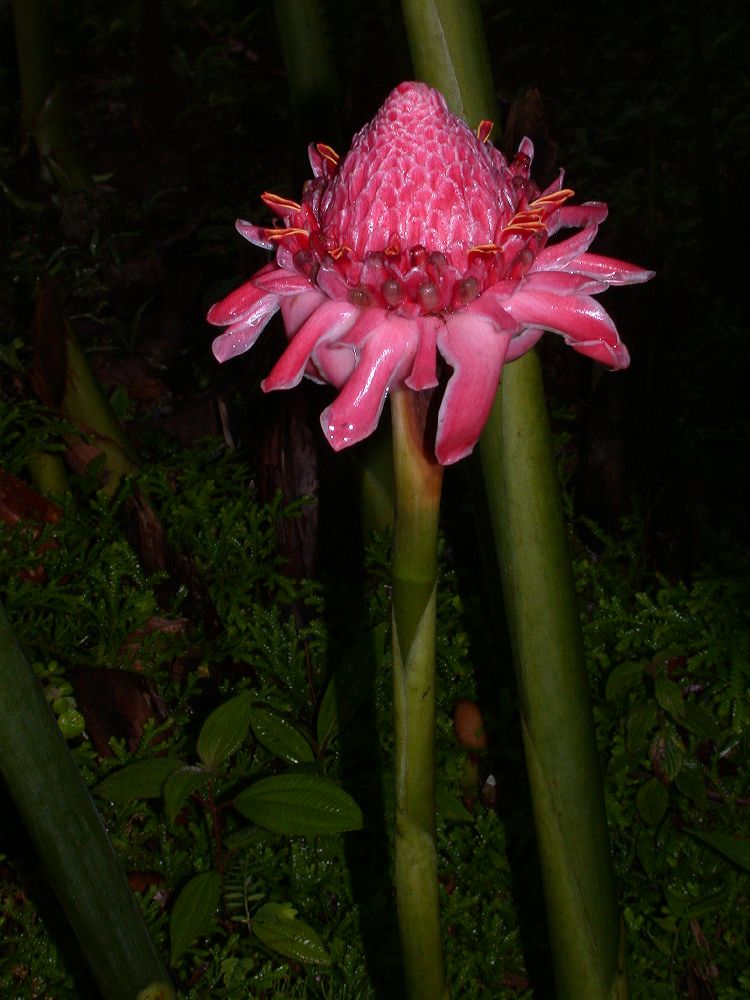 Zingiberaceae Etlingera elatior