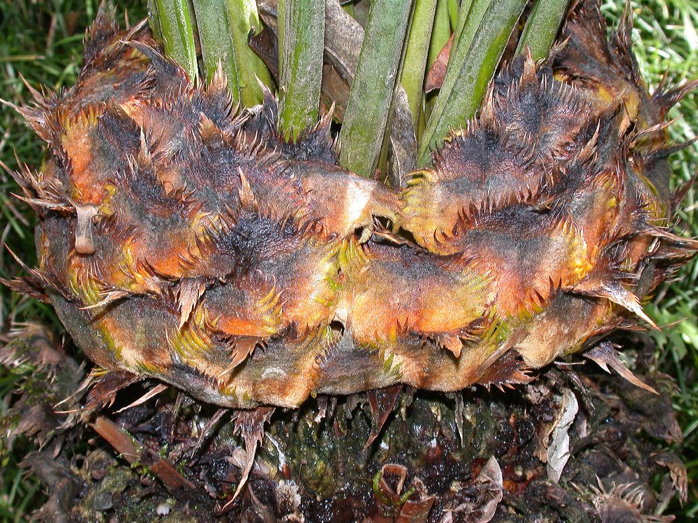 Cycadaceae Cycas pectinata