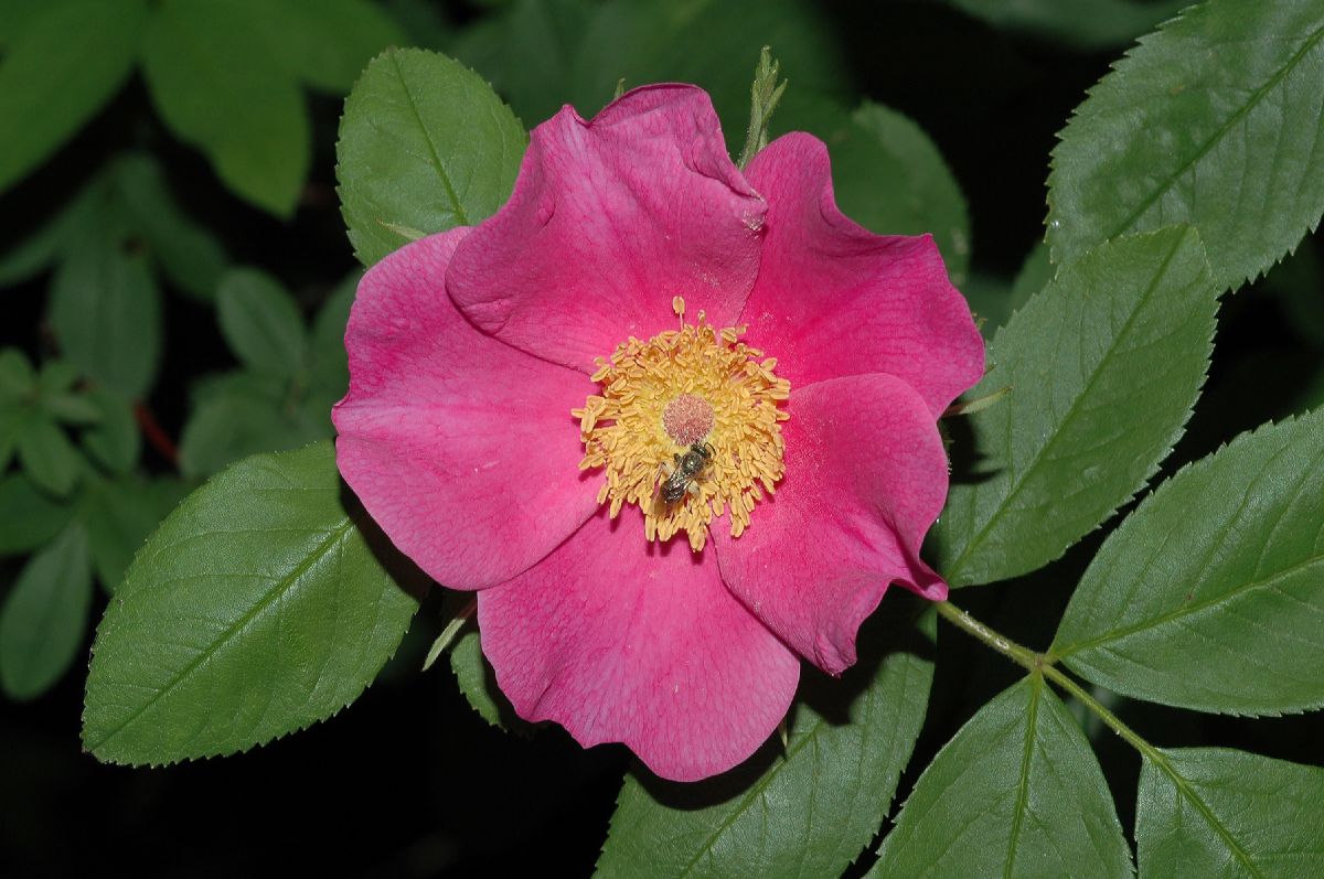 Rosaceae Rosa palustris