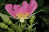 image of Rosa palustris