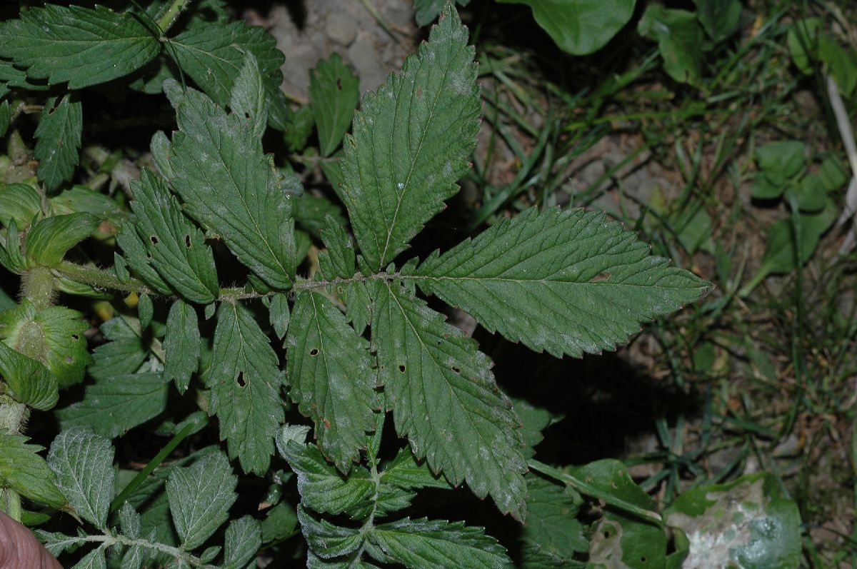 Rosaceae Agrimonia pubescens