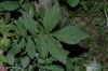 image of Agrimonia pubescens
