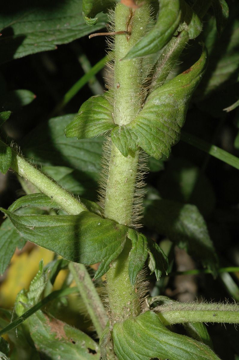 Rosaceae Agrimonia pubescens