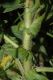 image of Agrimonia pubescens