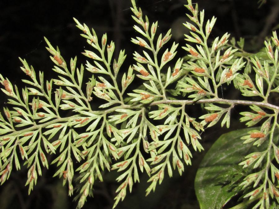 Aspleniaceae Asplenium fragrans