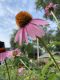 image of Echinacea purpurea