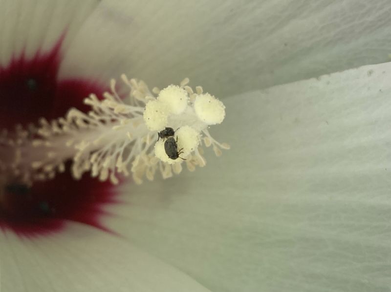 Malvaceae Hibiscus lasiocarpus