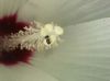 image of Hibiscus lasiocarpus