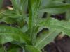 image of Centaurea montana