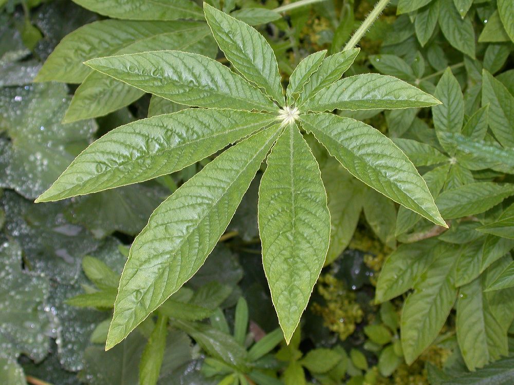 Cleomaceae Cleome hassleriana