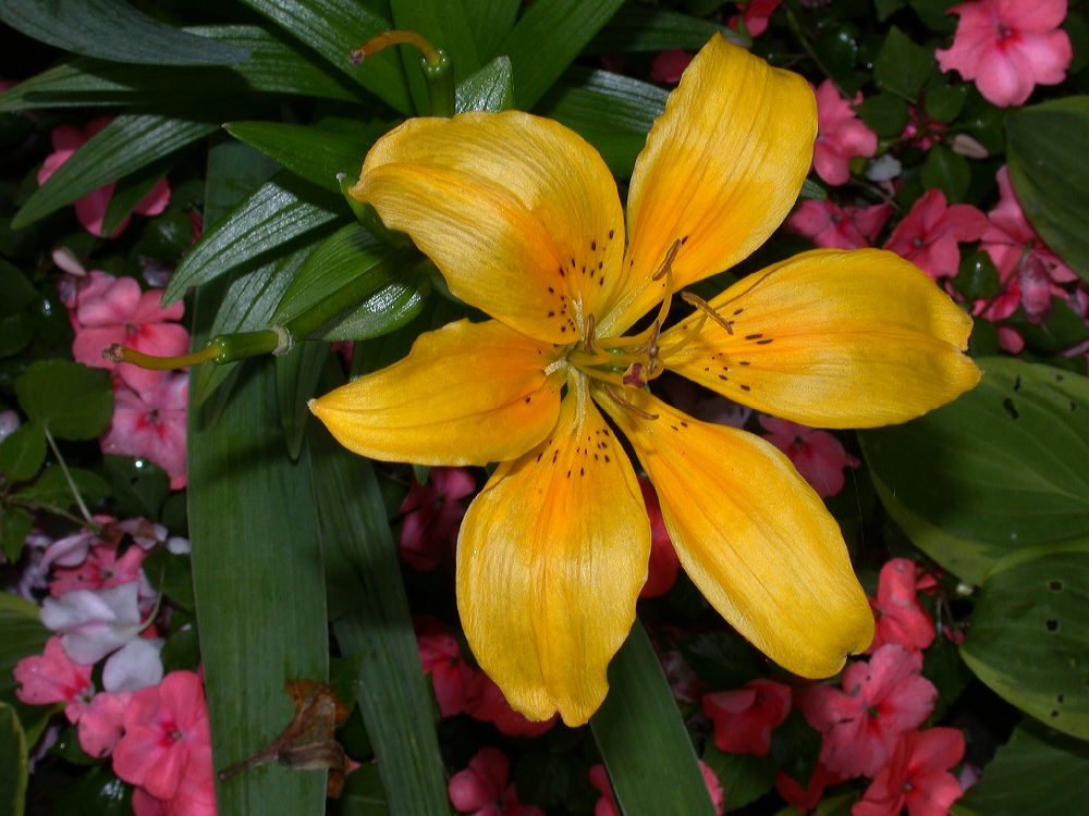 Liliaceae Lilium 