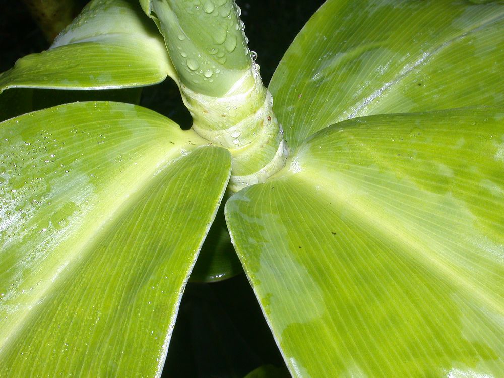 Costaceae Costus 