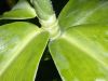 image of Costus 