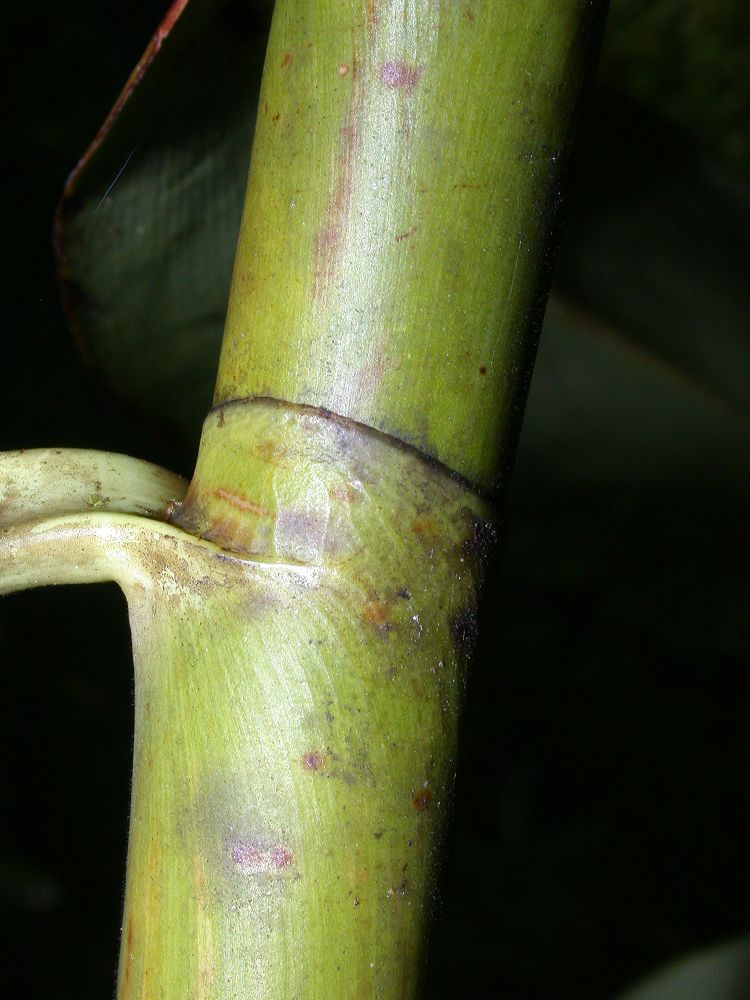 Costaceae Costus 