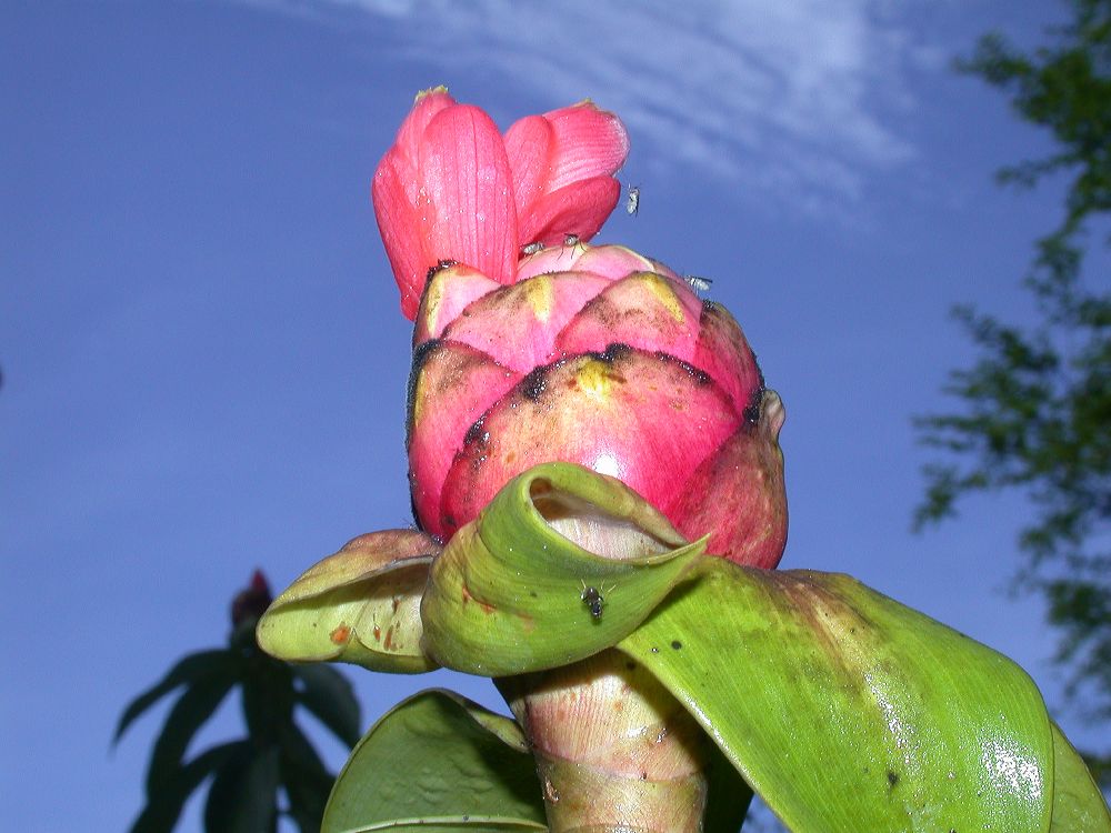 Costaceae Costus spiralis