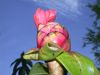 image of Costus spiralis