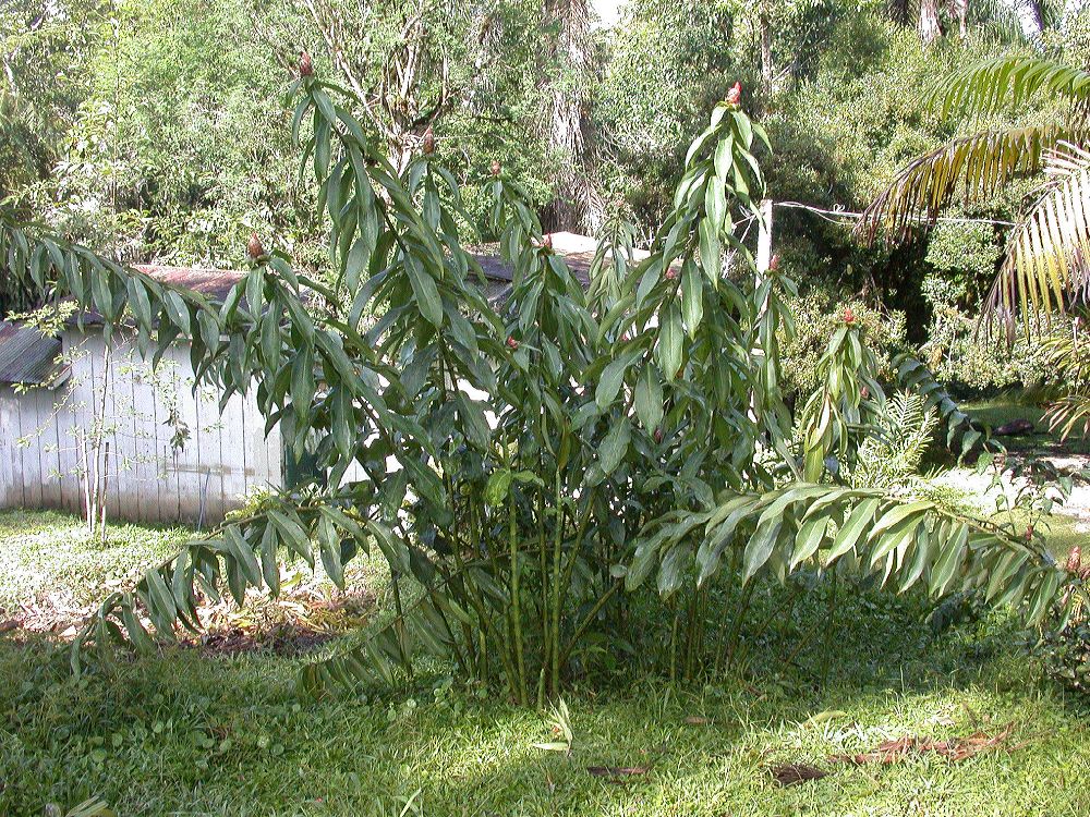 Costaceae Costus spiralis