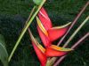 image of Heliconia 
