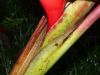 image of Heliconia 