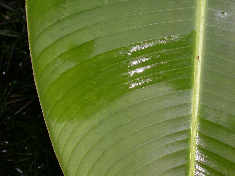 Heliconiaceae Heliconia 