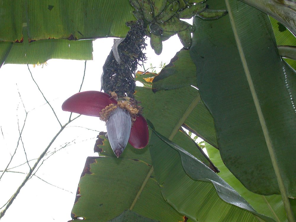 Musaceae Musa paradisiaca