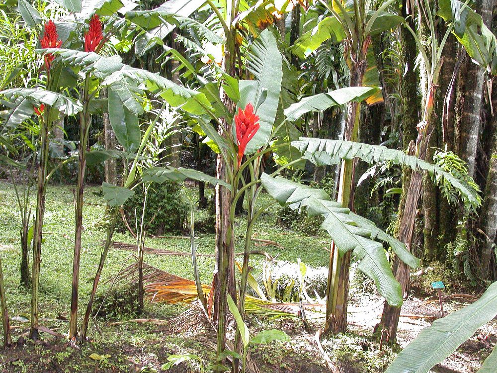 Musaceae Musa coccinea