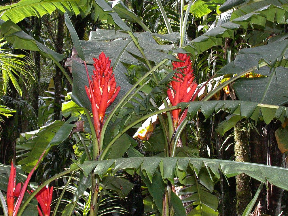 Musaceae Musa coccinea