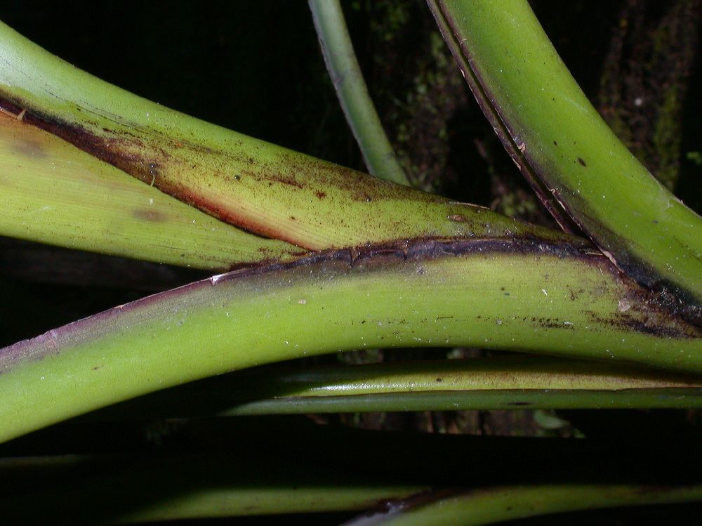 Musaceae Musa ornata