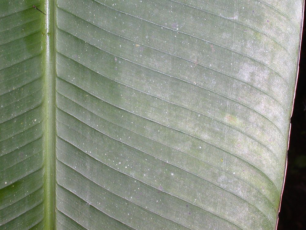 Musaceae Musa ornata