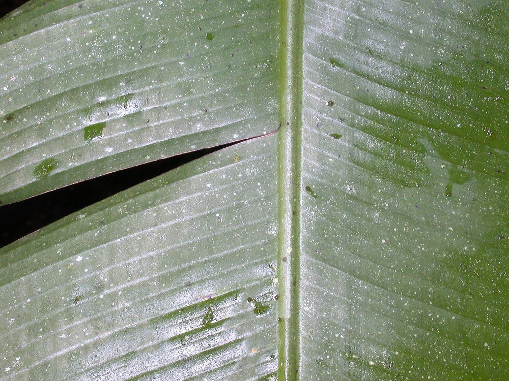 Musaceae Musa ornata