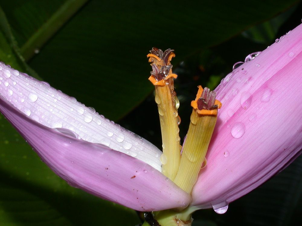 Musaceae Musa ornata