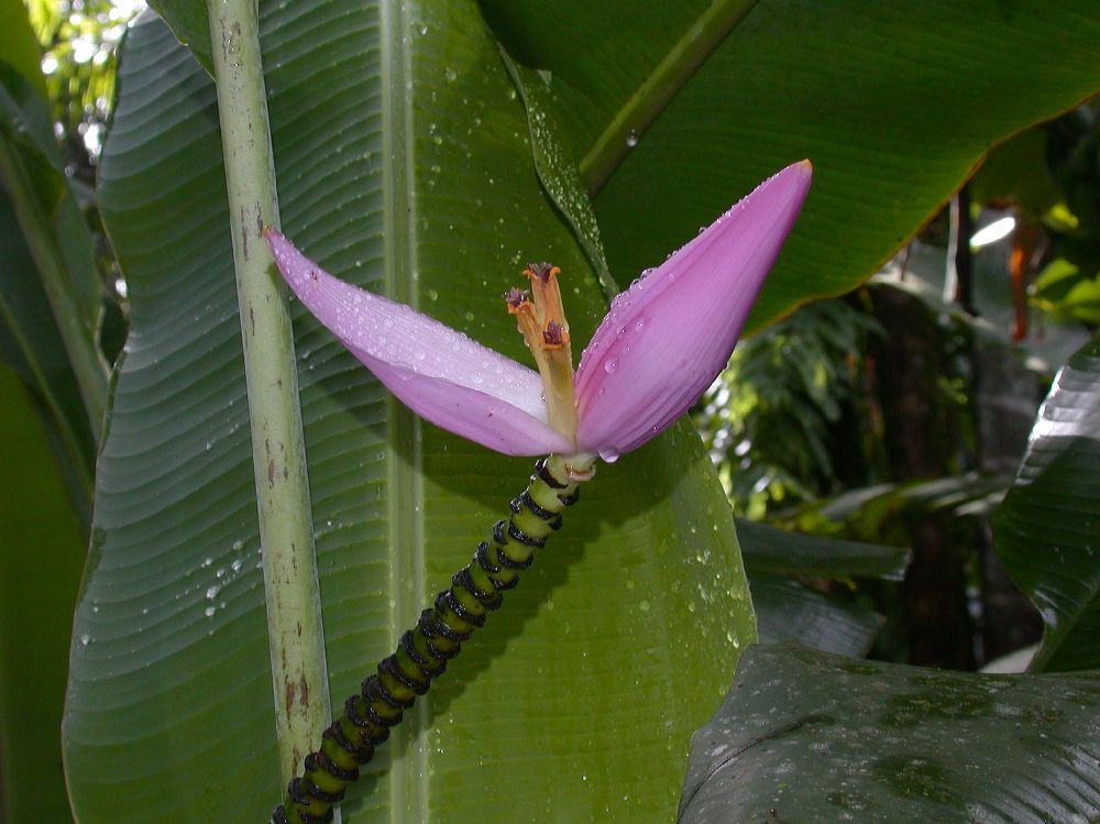 Musaceae Musa ornata