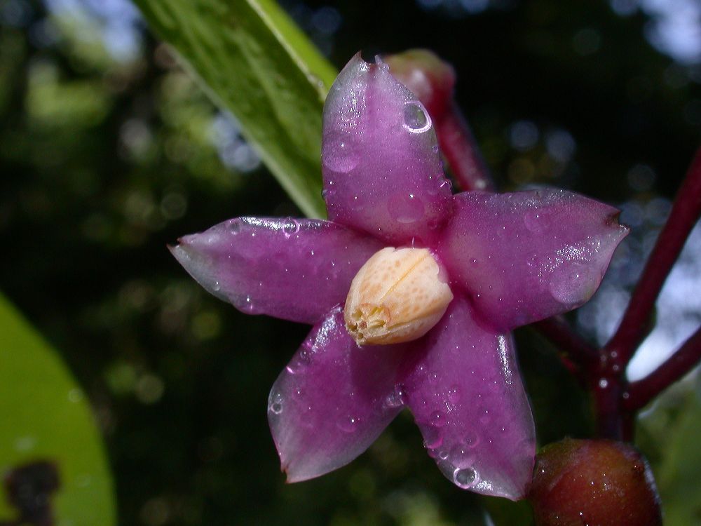 Primulaceae Ardisia 