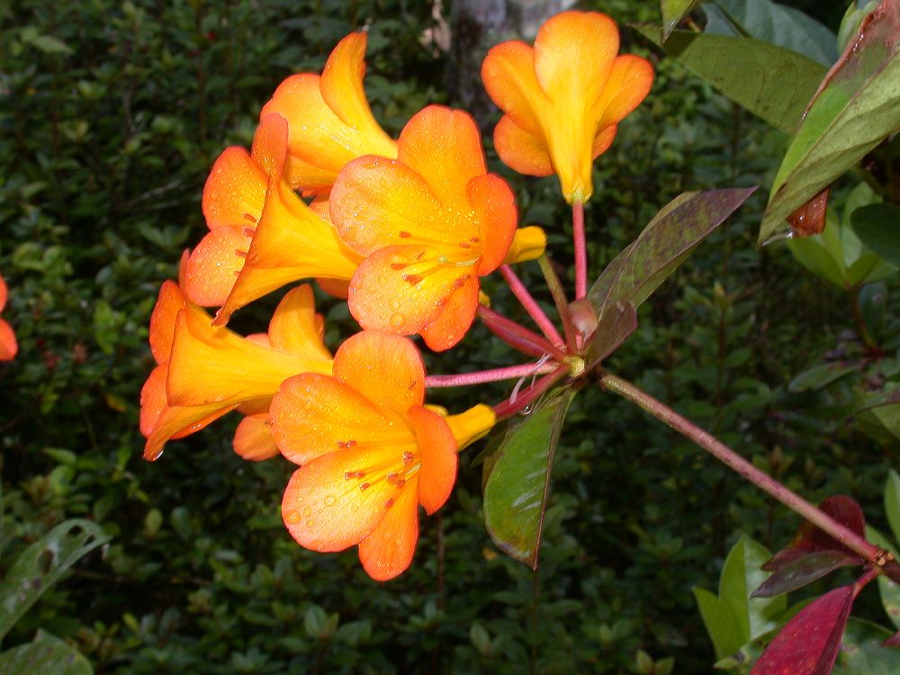 Ericaceae Rhododendron 