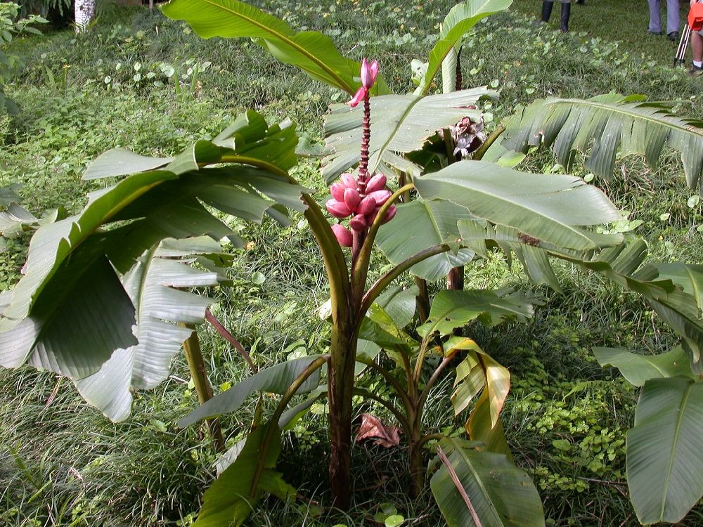 Musaceae Musa velutina