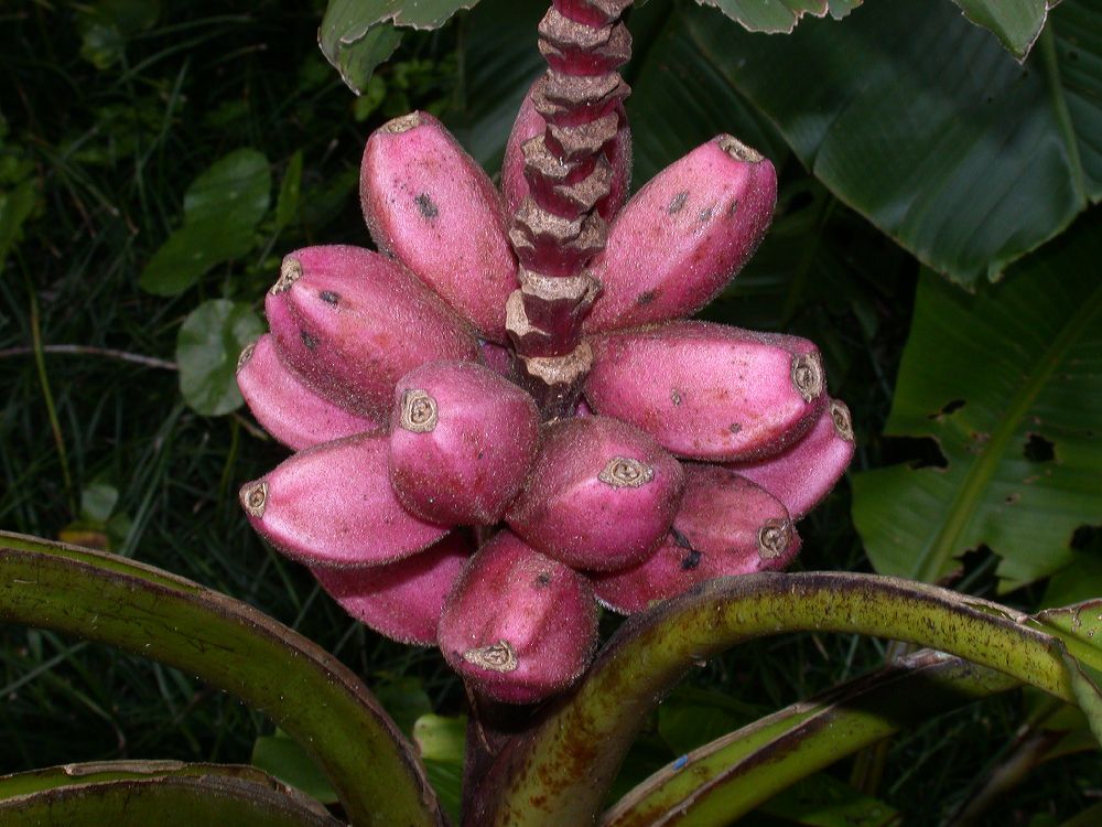 Musaceae Musa velutina