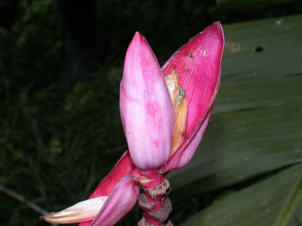 Musaceae Musa velutina